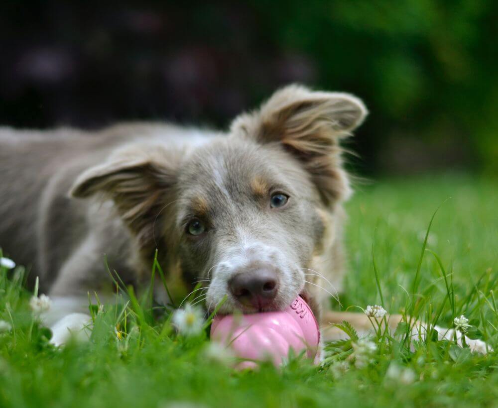 dog laying on grass with toy