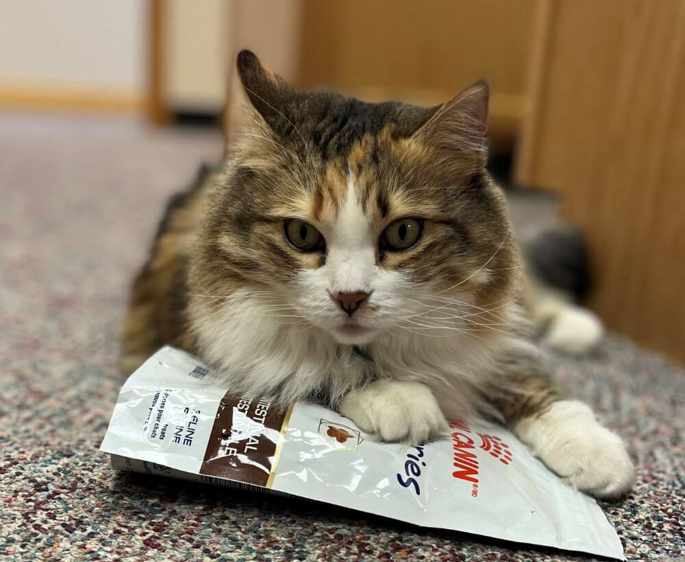 cat laying on bag of treats