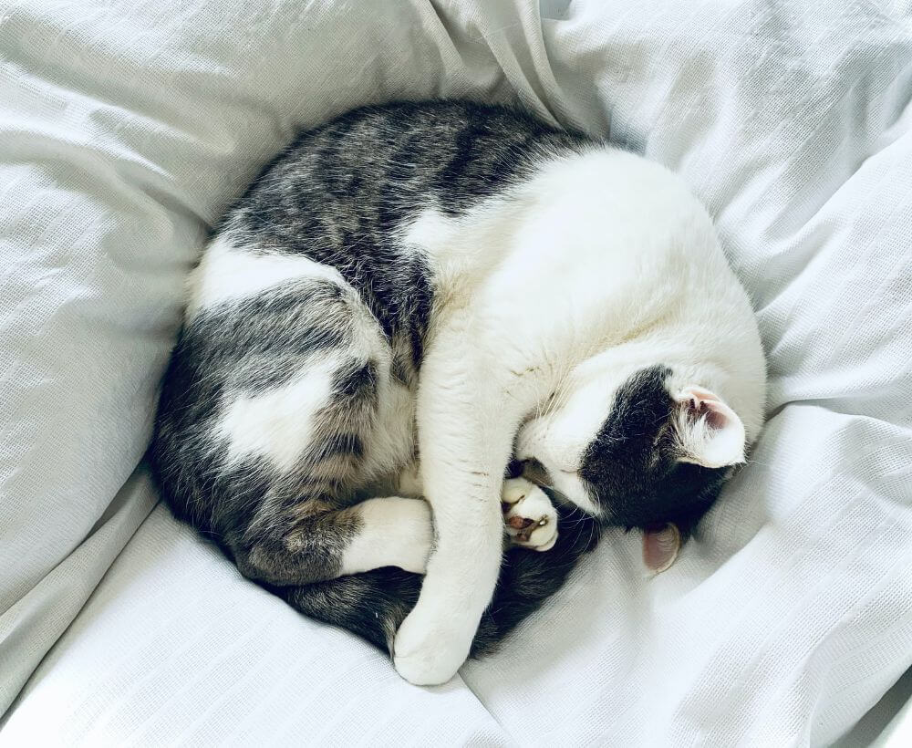 cat curled up on bed