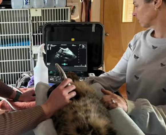 cat ultrasound dog smiling on grass