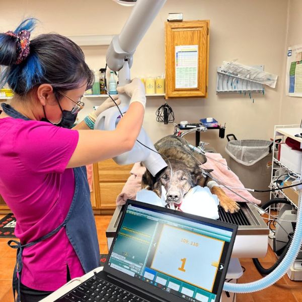 vet staff taking dental x-ray of a pet