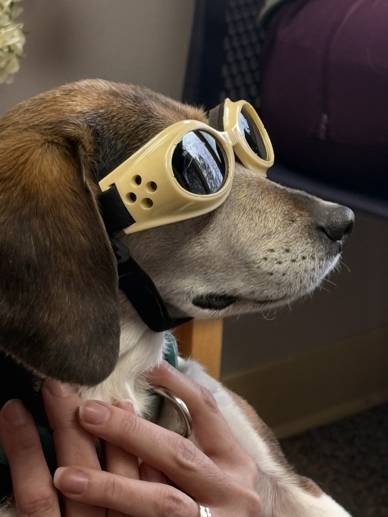 Dog wearing yellow goggles with reflective lenses