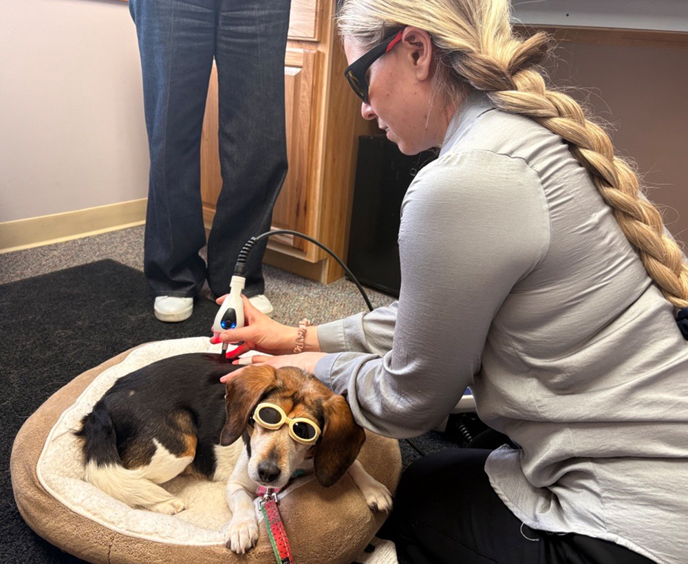 dog during laser therapy treatment