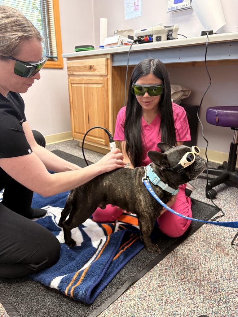 dog wearing protective goggles